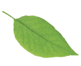 Leaf